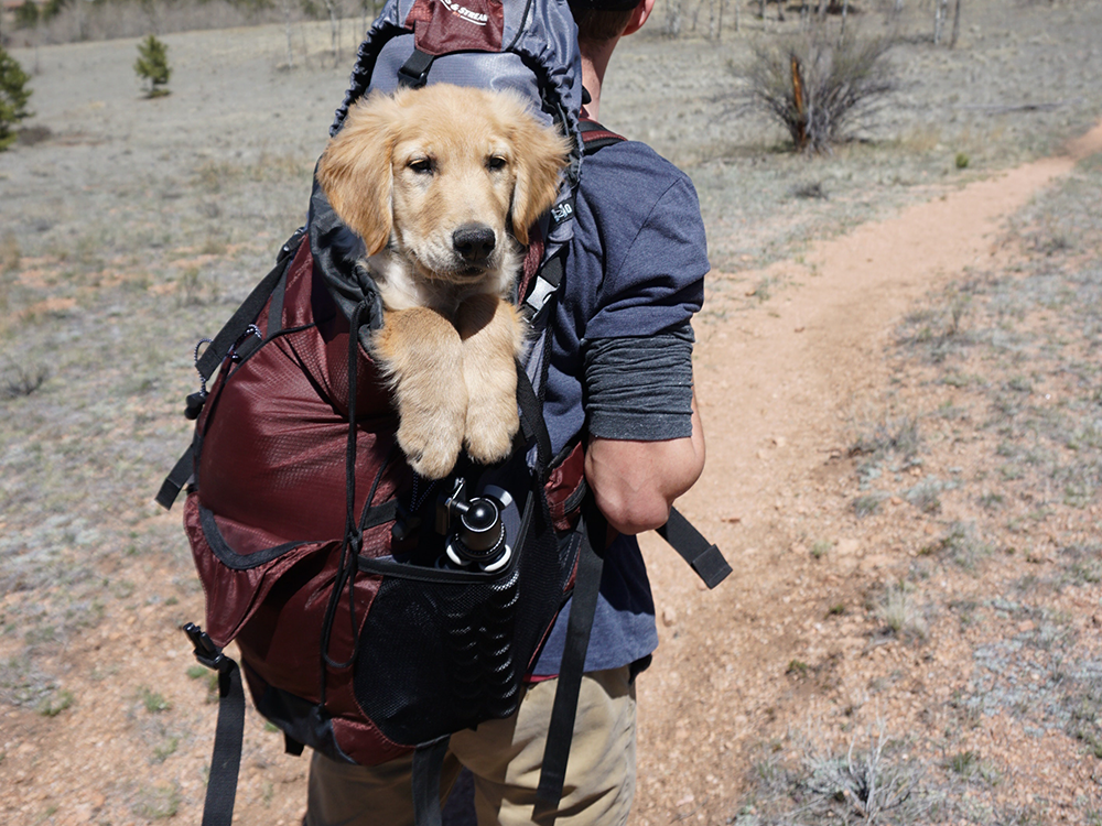 Large golden retriever puppy in a burgundy backpack on man's back as he walks on dirt path through a field covered with sparse grayish-green grasses